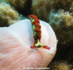 this nudi resting on my indexfinger was taken in nasau ba... by Nicolai Rupprechter 